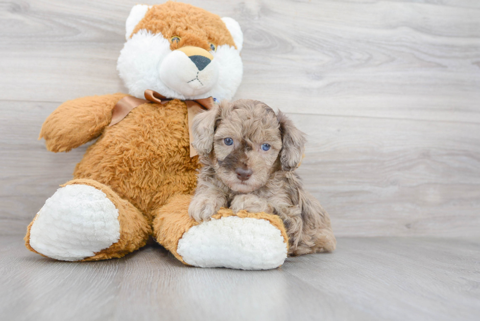 Friendly Poodle Purebred Pup