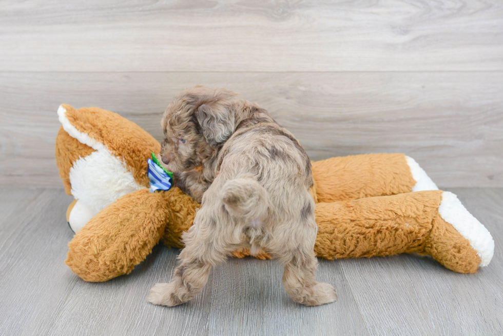 Hypoallergenic Poodle Purebred Pup