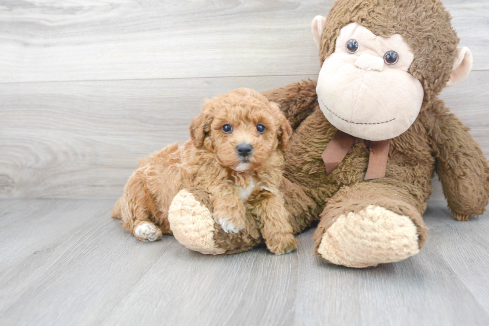 Poodle Pup Being Cute