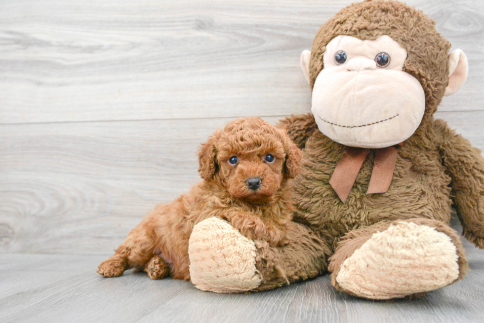 Poodle Puppy for Adoption