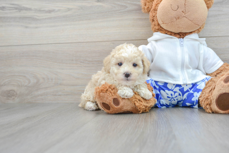 Hypoallergenic Poodle Baby