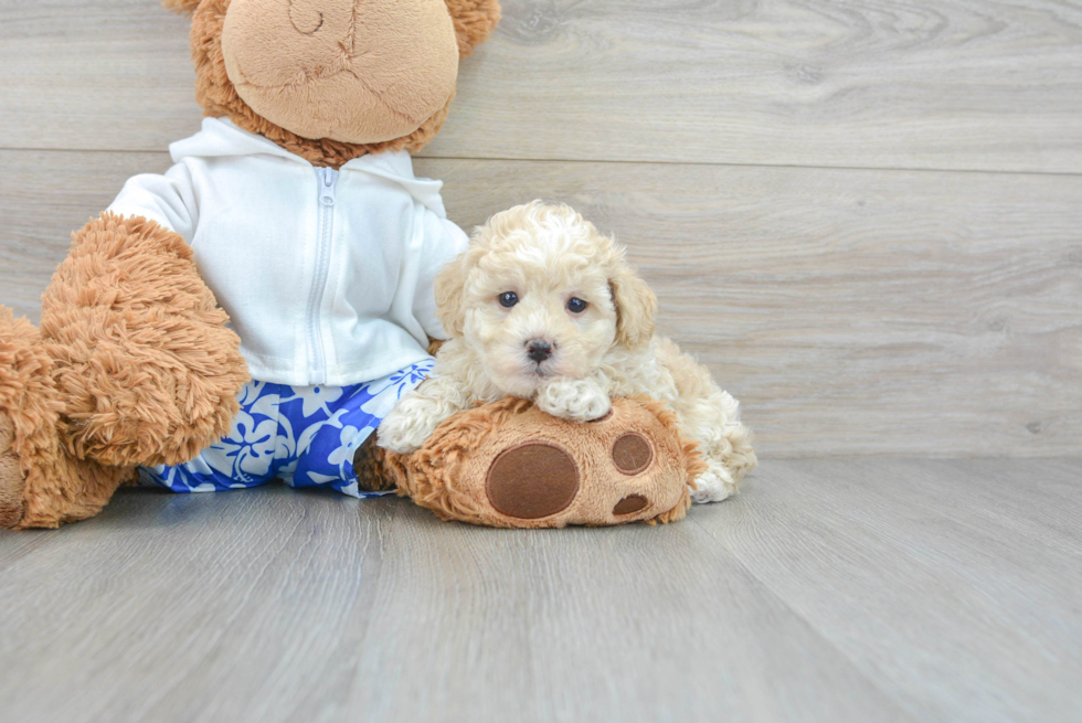 Poodle Puppy for Adoption