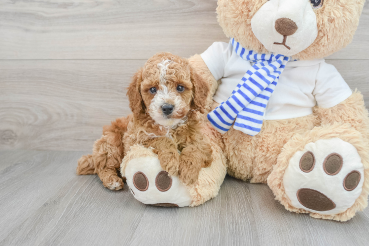 Little Poodle Purebred Pup