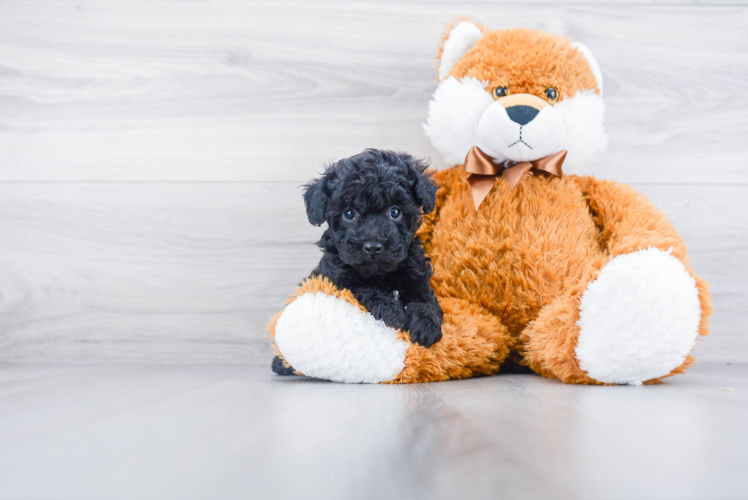 Akc Registered Poodle Purebred Pup