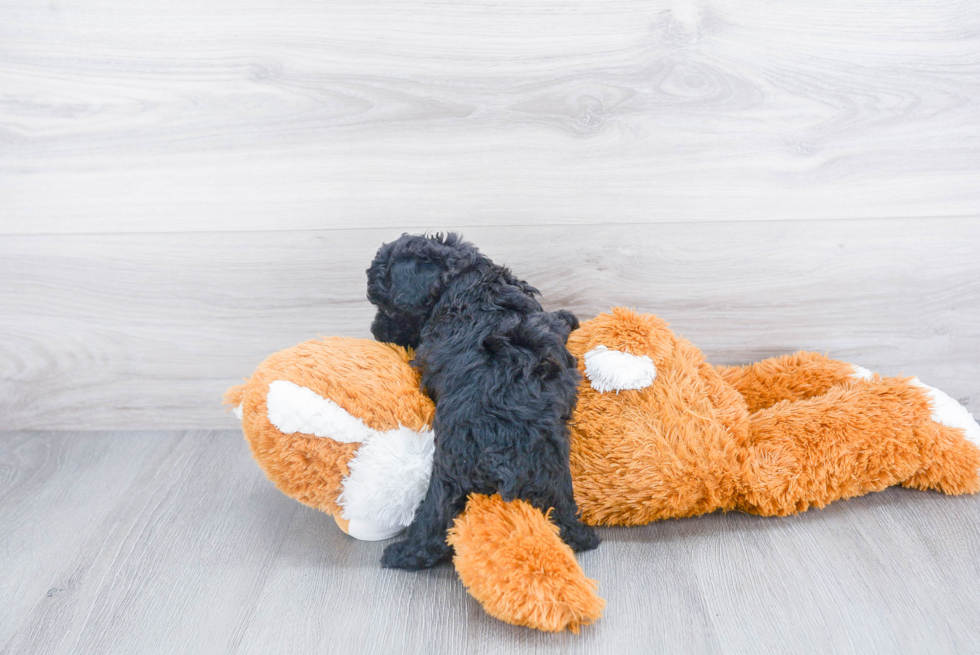 Little Poodle Purebred Pup