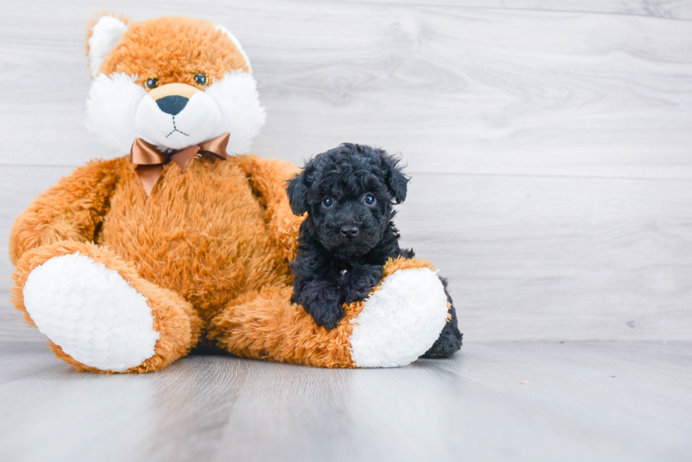 Energetic Pudle Purebred Puppy