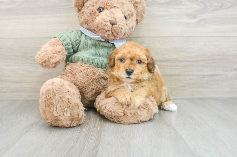 5 week old Poodle Puppy For Sale - Premier Pups