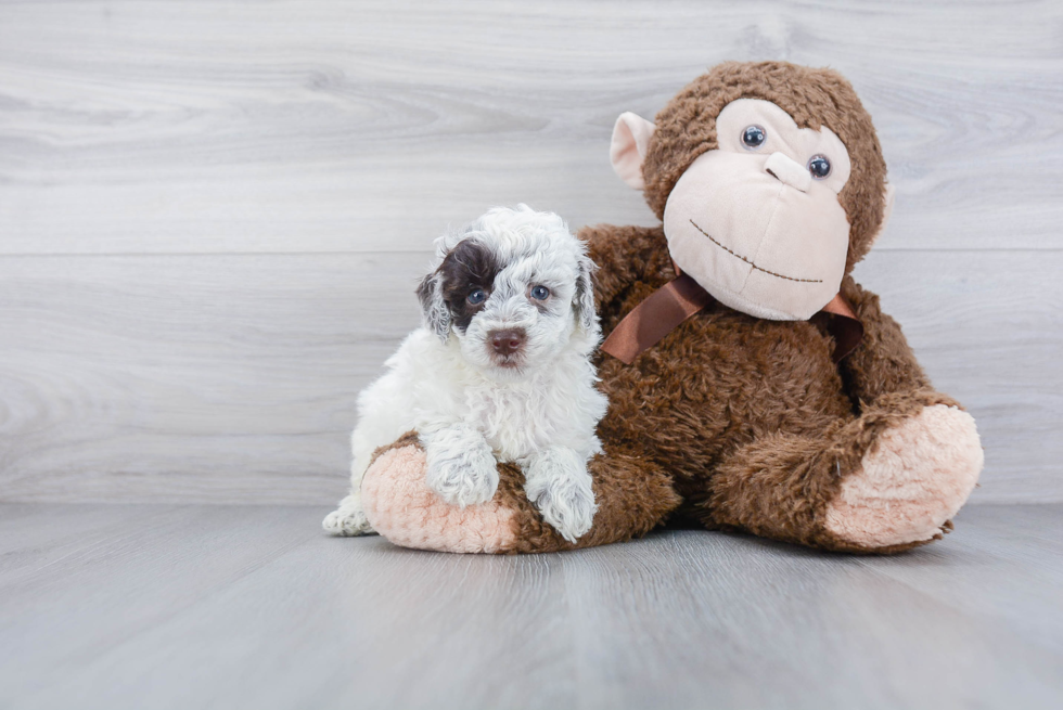 Poodle Pup Being Cute