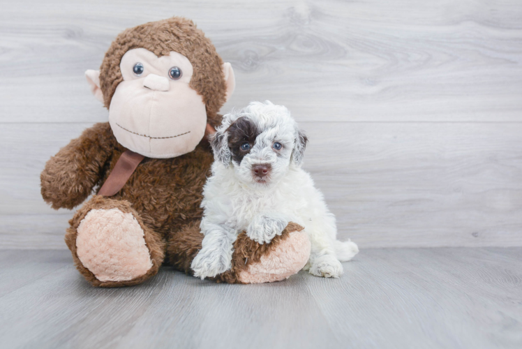 Playful Poodle Purebred Pup