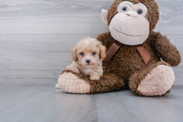 Funny Poodle Baby