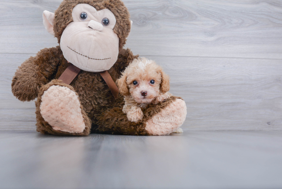 Poodle Pup Being Cute