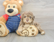 6 week old Poodle Puppy For Sale - Premier Pups