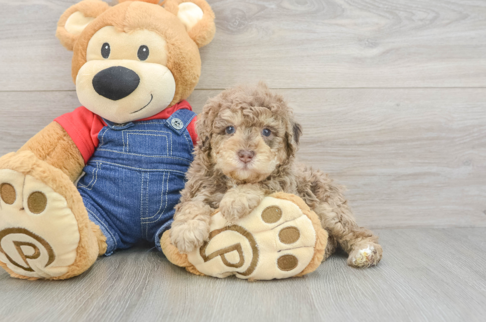 5 week old Poodle Puppy For Sale - Premier Pups
