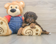 7 week old Poodle Puppy For Sale - Premier Pups