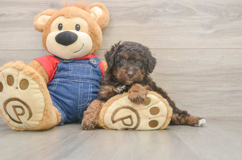 5 week old Poodle Puppy For Sale - Premier Pups