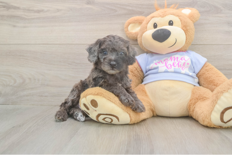 Petite Pooodle Purebred Puppy