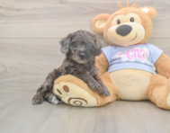7 week old Poodle Puppy For Sale - Premier Pups