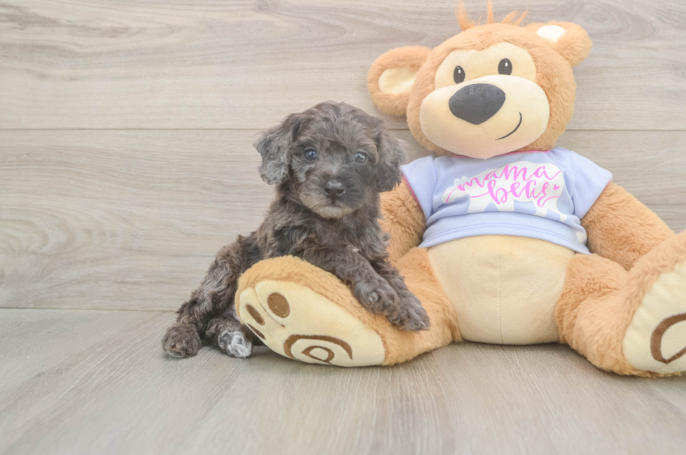5 week old Poodle Puppy For Sale - Premier Pups