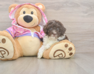 7 week old Poodle Puppy For Sale - Premier Pups