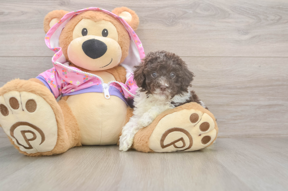5 week old Poodle Puppy For Sale - Premier Pups