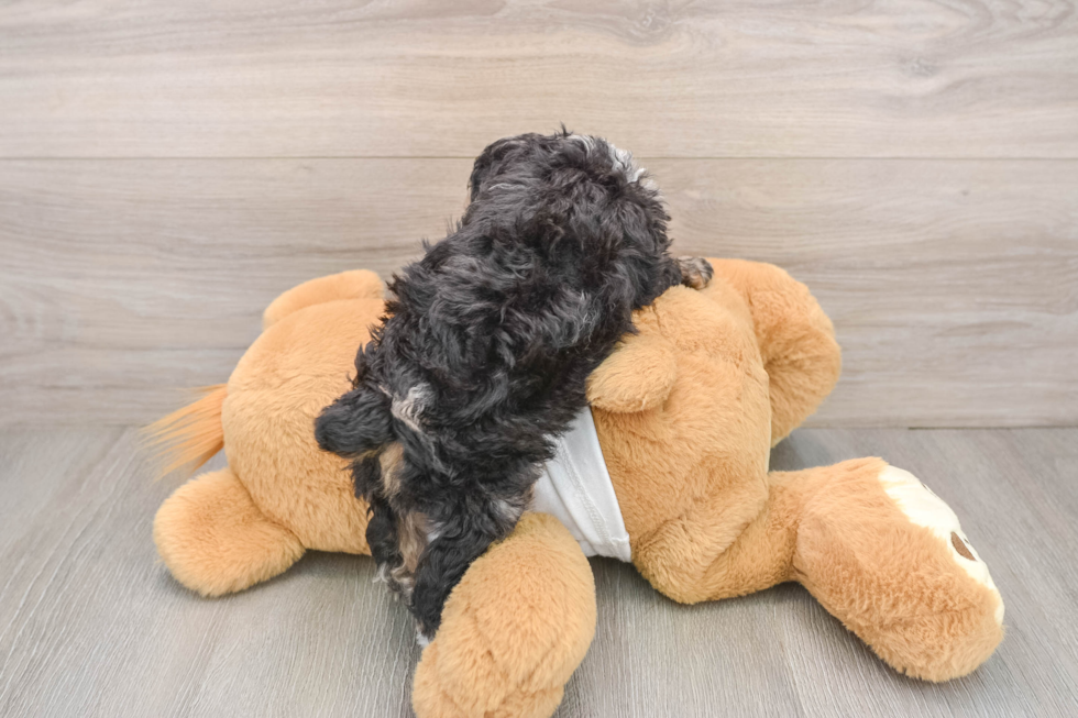 Poodle Pup Being Cute