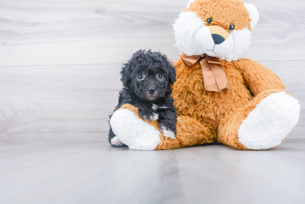 Poodle Pup Being Cute