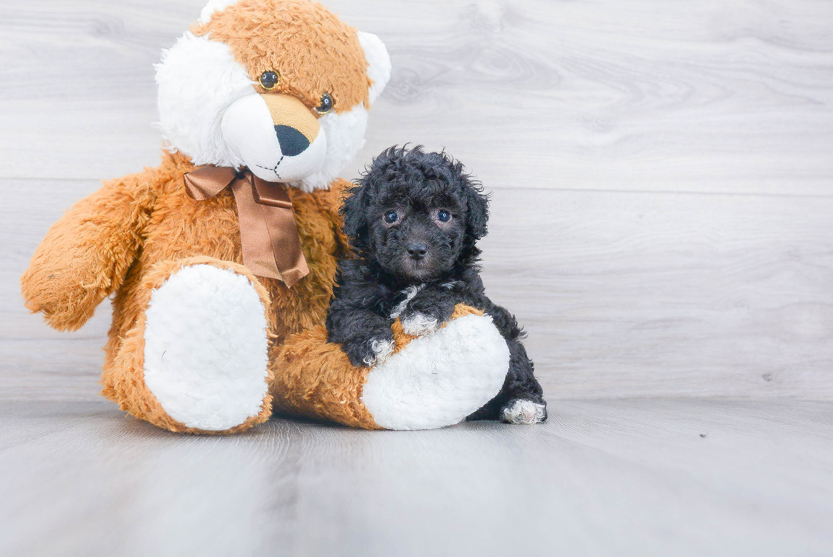 Popular Poodle Purebred Pup