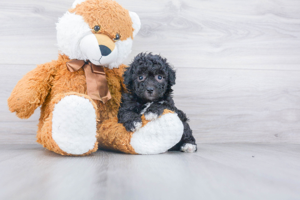 Popular Poodle Purebred Pup