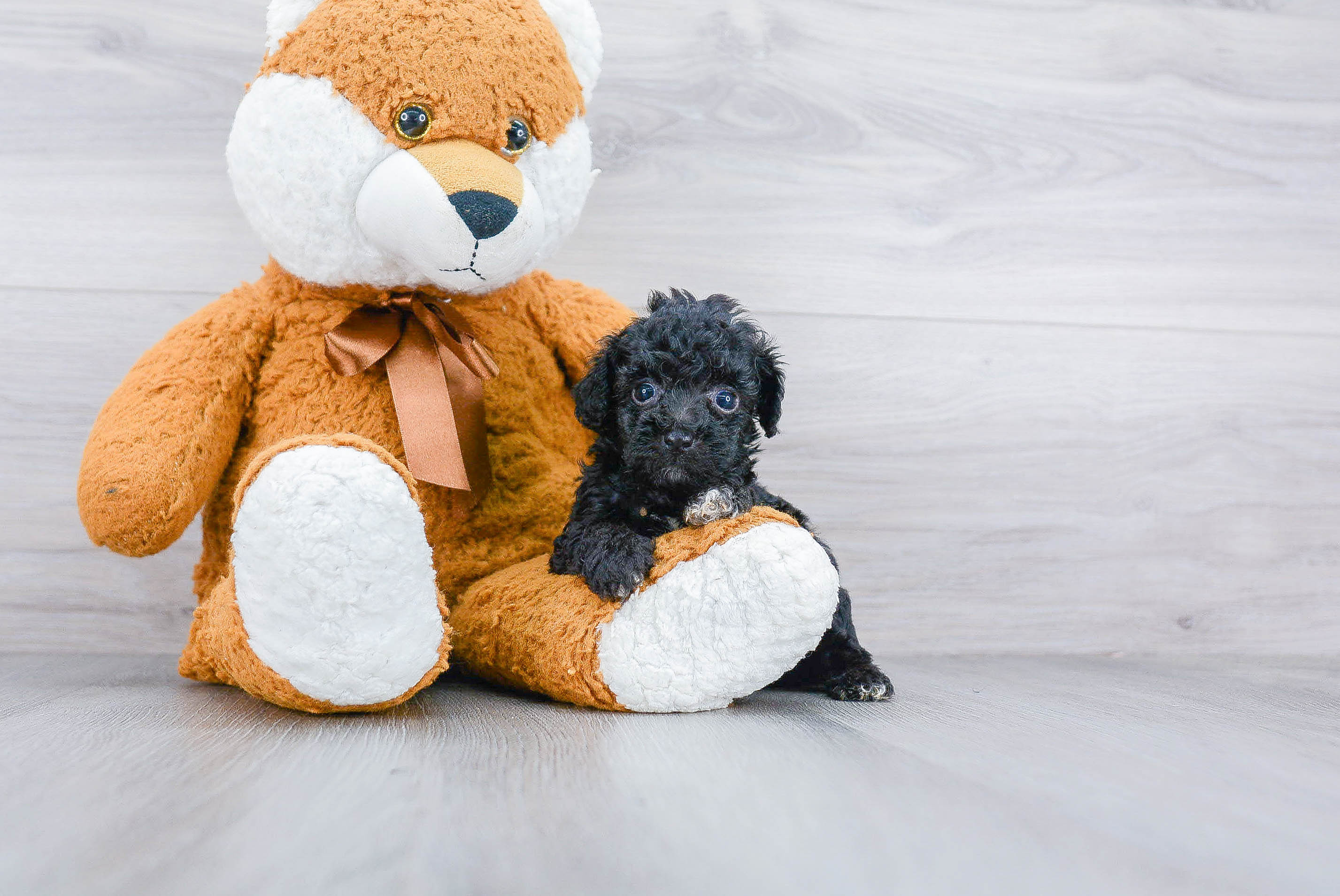 Poodle Puppy for Adoption