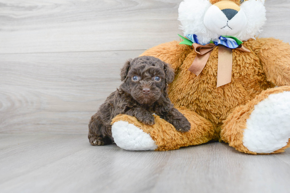 Playful Poodle Baby