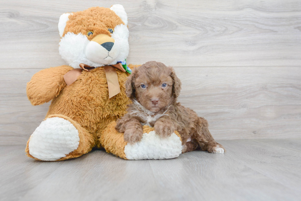 Small Poodle Purebred Pup