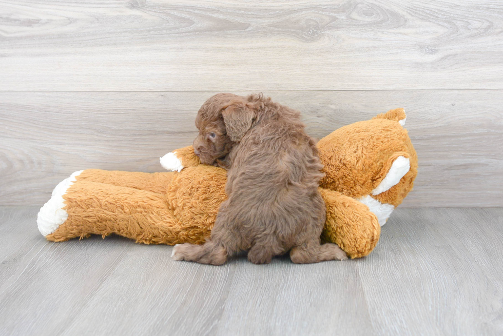 Playful Poodle Purebred Pup