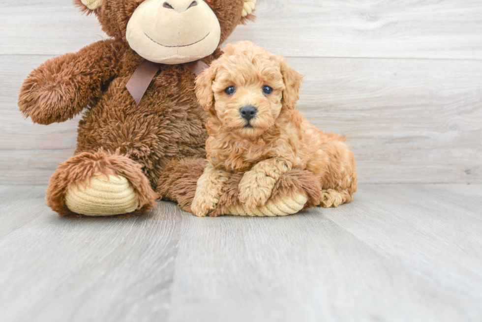 Poodle Pup Being Cute