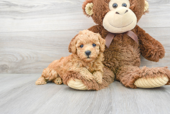 Poodle Pup Being Cute