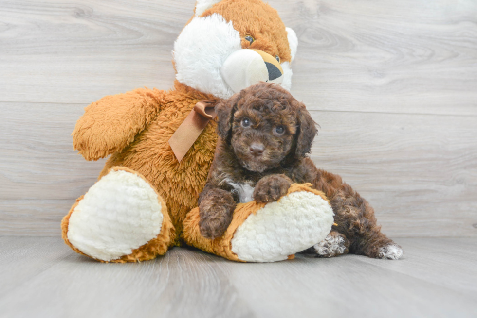 Little Poodle Purebred Pup