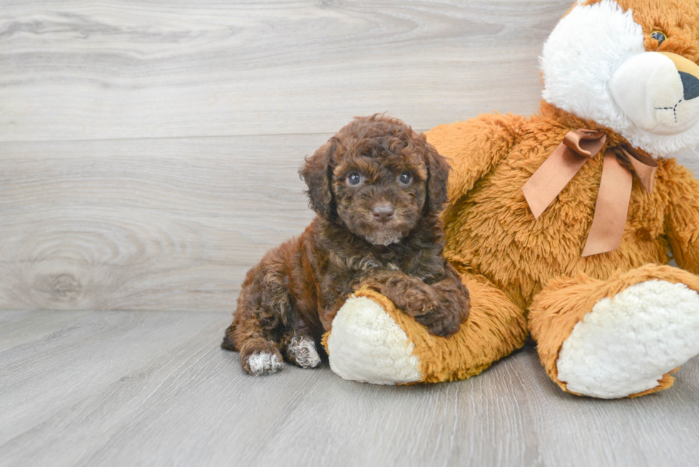 Poodle Puppy for Adoption