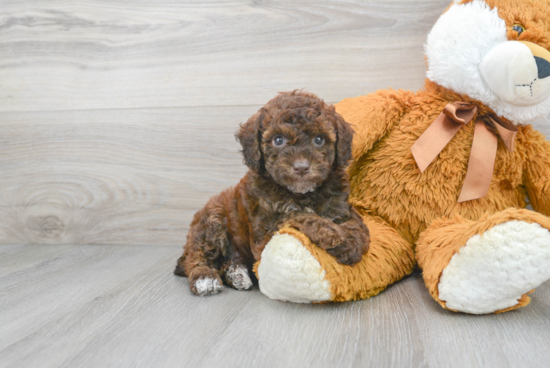 Poodle Puppy for Adoption