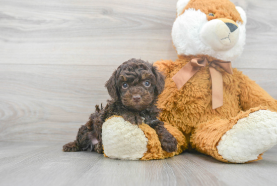 Happy Pudle Purebred Puppy