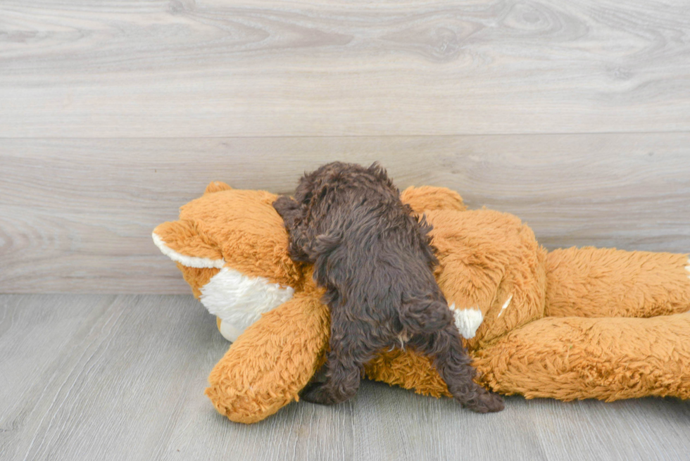 Poodle Pup Being Cute