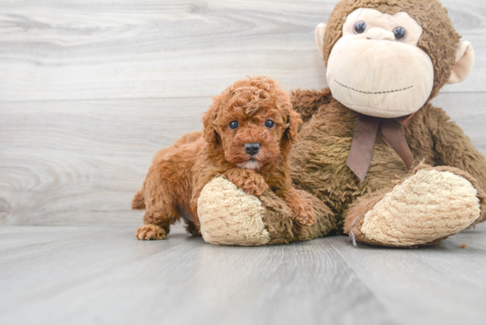 Playful Poodle Purebred Pup