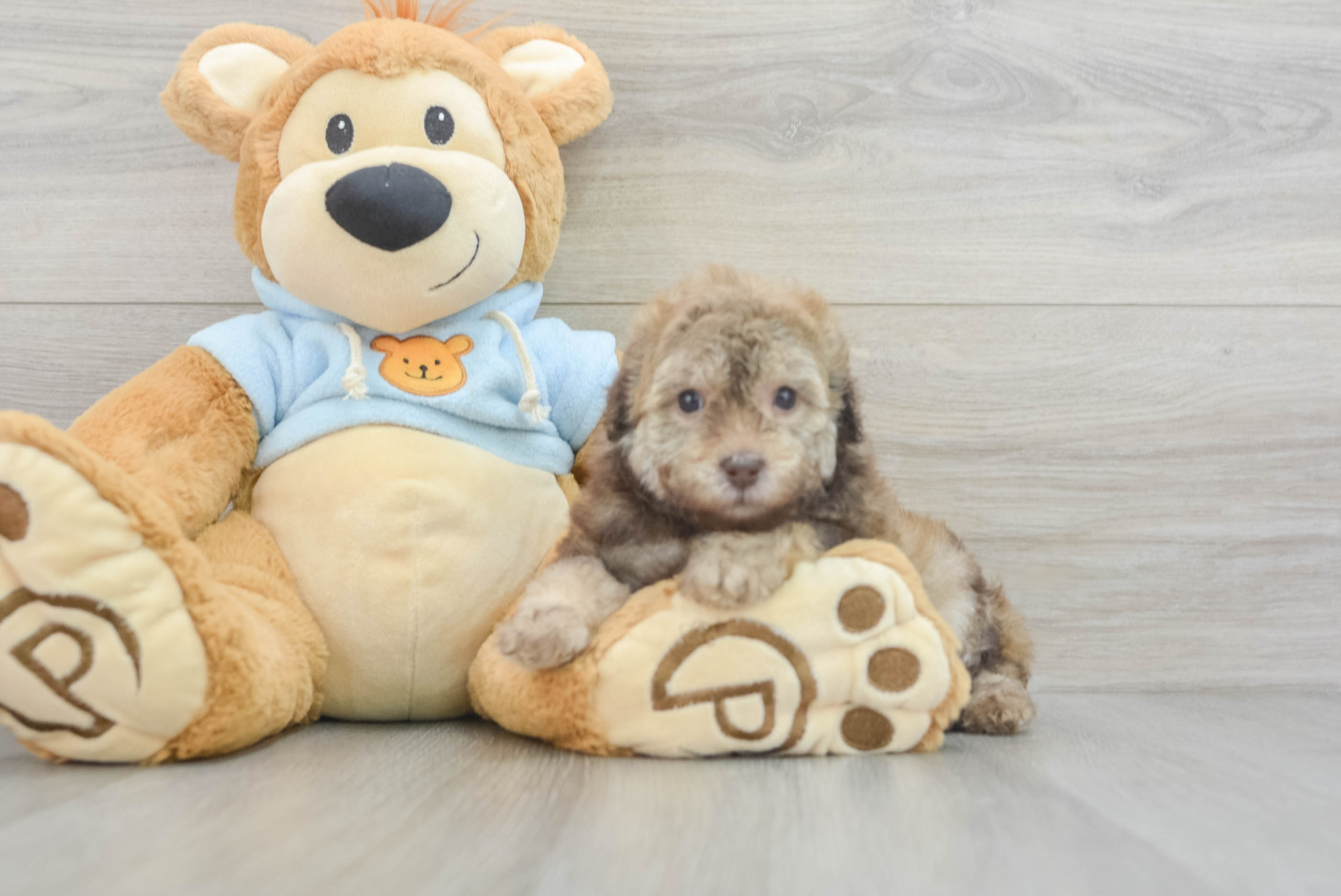 Poodle Puppy for Adoption