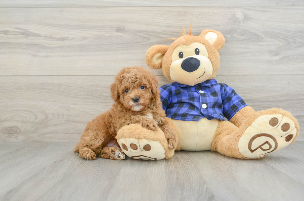 5 week old Poodle Puppy For Sale - Premier Pups