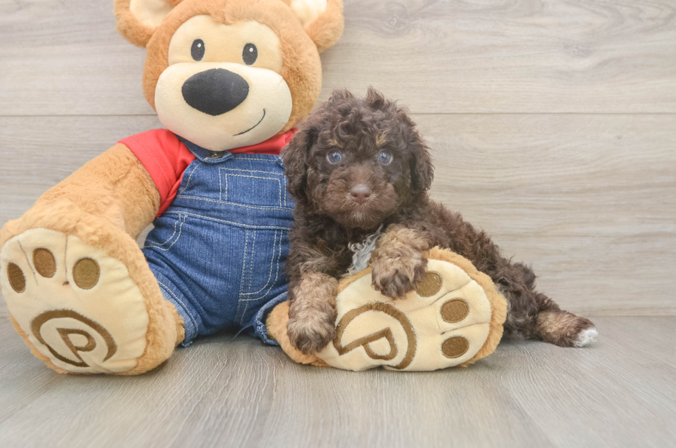 5 week old Poodle Puppy For Sale - Premier Pups