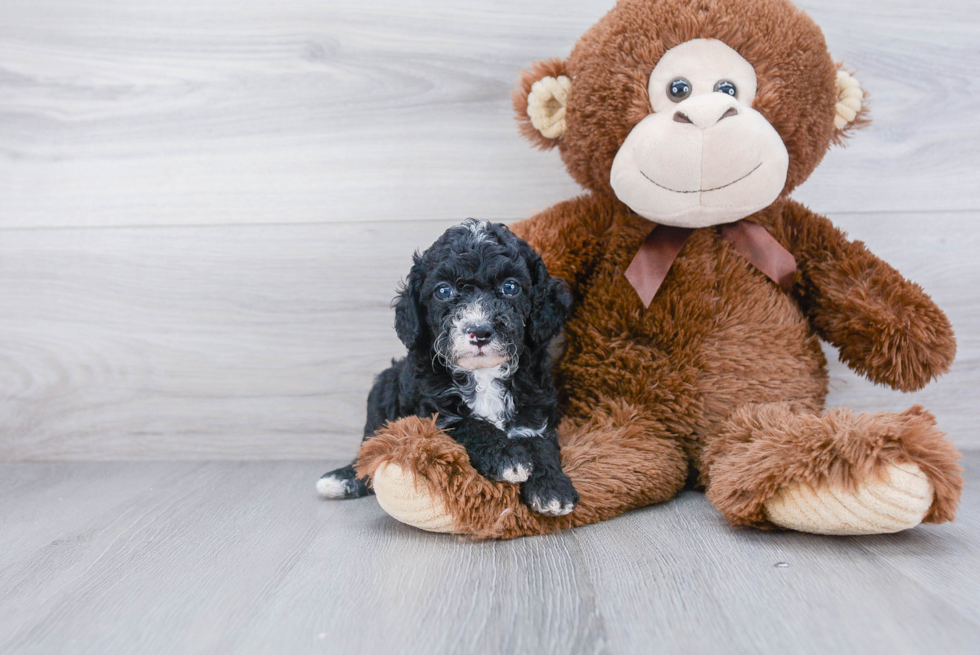 Poodle Puppy for Adoption