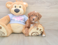 7 week old Poodle Puppy For Sale - Premier Pups