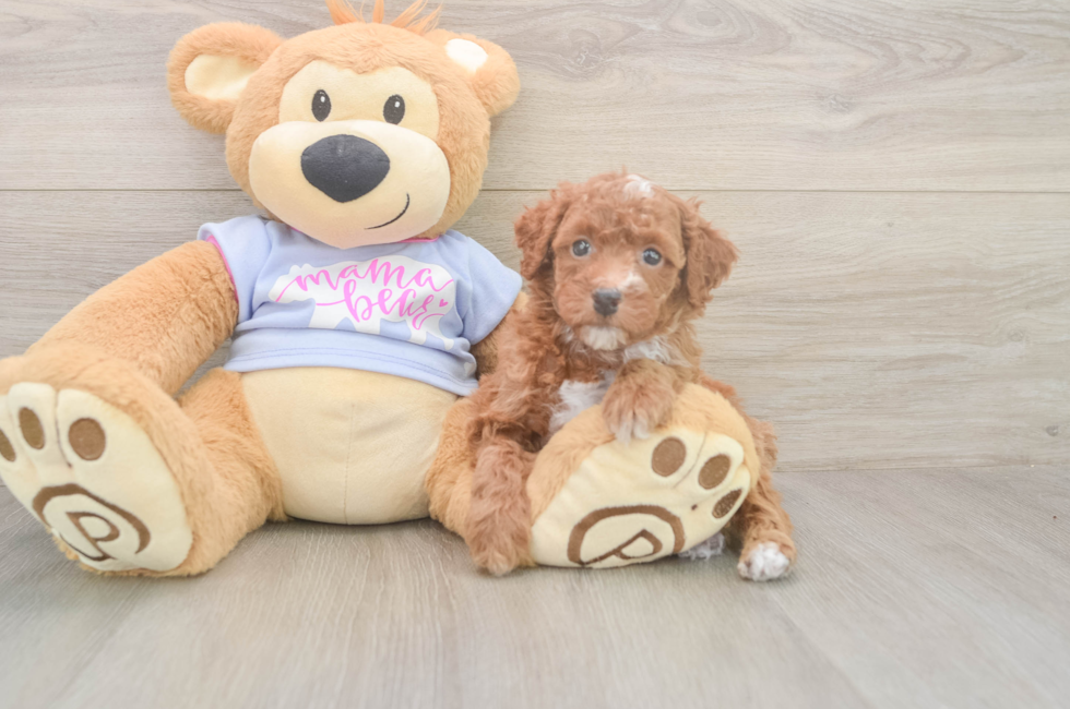 5 week old Poodle Puppy For Sale - Premier Pups