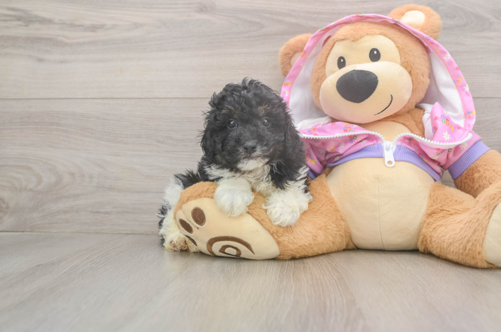 5 week old Poodle Puppy For Sale - Premier Pups