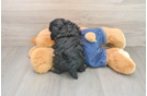 Cute Toy Poodle Purebred Puppy