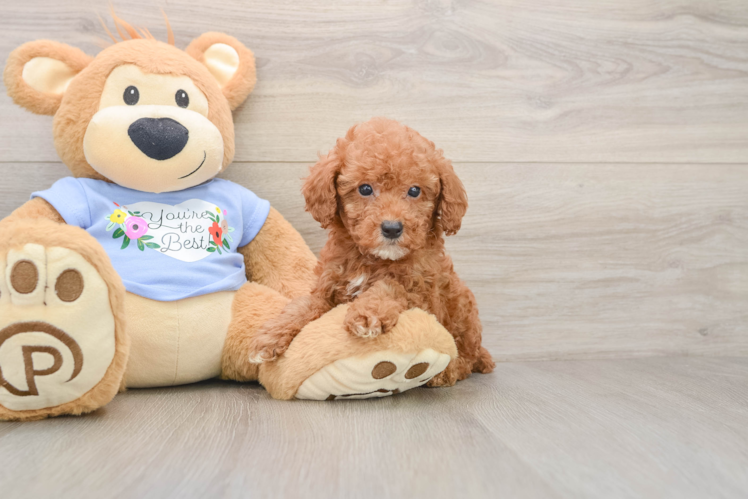 Best Poodle Baby