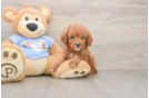 Best Poodle Baby